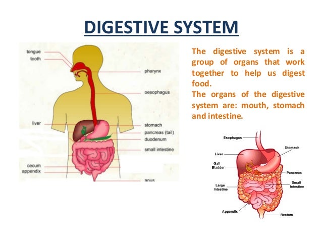 Group Of Organs That Work Together To Digest Food Group Of Organs That Work Together To Digest Food