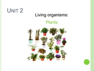 UNIT 2
Living organisms:
Plants
 