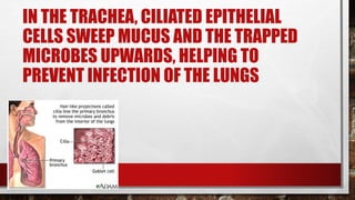 IN THE TRACHEA, CILIATED EPITHELIAL
CELLS SWEEP MUCUS AND THE TRAPPED
MICROBES UPWARDS, HELPING TO
PREVENT INFECTION OF THE LUNGS
 