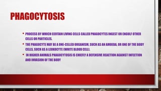 PHAGOCYTOSIS
• PROCESS BY WHICH CERTAIN LIVING CELLS CALLED PHAGOCYTES INGEST OR ENGULF OTHER
CELLS OR PARTICLES.
• THE PHAGOCYTE MAY BE A ONE-CELLED ORGANISM, SUCH AS AN AMOEBA, OR ONE OF THE BODY
CELLS, SUCH AS A LEUKOCYTE (WHITE BLOOD CELL).
• IN HIGHER ANIMALS PHAGOCYTOSIS IS CHIEFLY A DEFENSIVE REACTION AGAINST INFECTION
AND INVASION OF THE BODY
 
