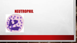 NEUTROPHIL
 