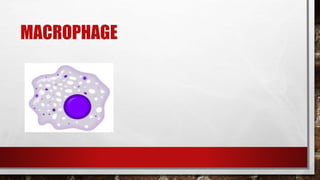 MACROPHAGE
 
