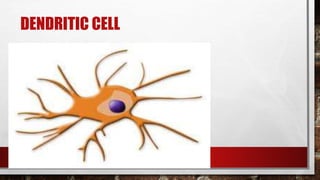 DENDRITIC CELL
 