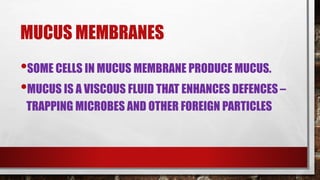 MUCUS MEMBRANES
•SOME CELLS IN MUCUS MEMBRANE PRODUCE MUCUS.
•MUCUS IS A VISCOUS FLUID THAT ENHANCES DEFENCES –
TRAPPING MICROBES AND OTHER FOREIGN PARTICLES
 
