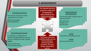 5. BIOGEOGRAPHY
The Spanish territory
presents a wide sort
of vegetation,
determined by the
relief and climate.
The human action has
modified deeply some of
these landscapes,
introducing farms,
industries, houses or
foreign repopulation
species.
EUROSIBERIAN REGION
The climate caracteristics of this
region favours the forest.
Beeches (Hayedos)
Oak (Robledales)
MEDITERRANEAN REGION
Its vegetation is adapted to the
summer drought (xerófila), with long
roots for reaching the water supplies.
Dehesa.
Holm oak (Encinar)
Cork oak (Alcornocal)
CANARIAN REGION
(MACARONÉSICA)
The climate origins a wide variety of
exclusive species.
Canarian pine
Dragon tree
Laurel forest
ALPINE
Forest like fir tree (abeto) or pine.
RIVERS
Ash tree (fresno), elm…
 