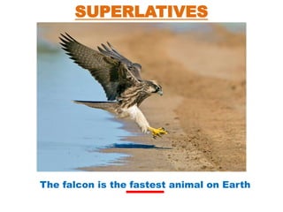 SUPERLATIVES
The falcon is the fastest animal on Earth
 