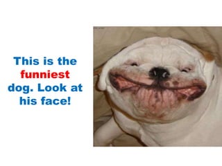 This is the
funniest
dog. Look at
his face!
 