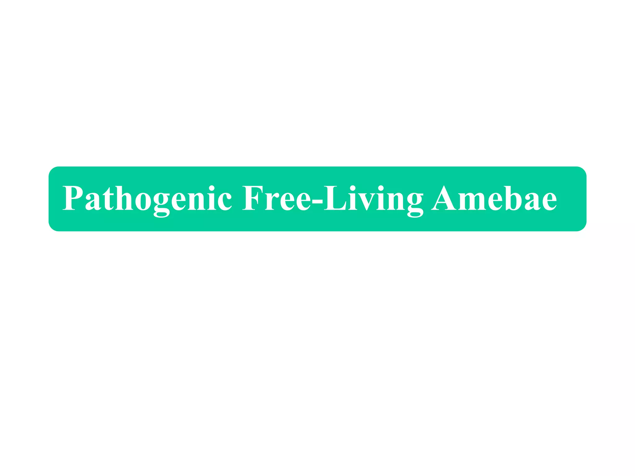 Unit 2 2 free living amoeba ppt