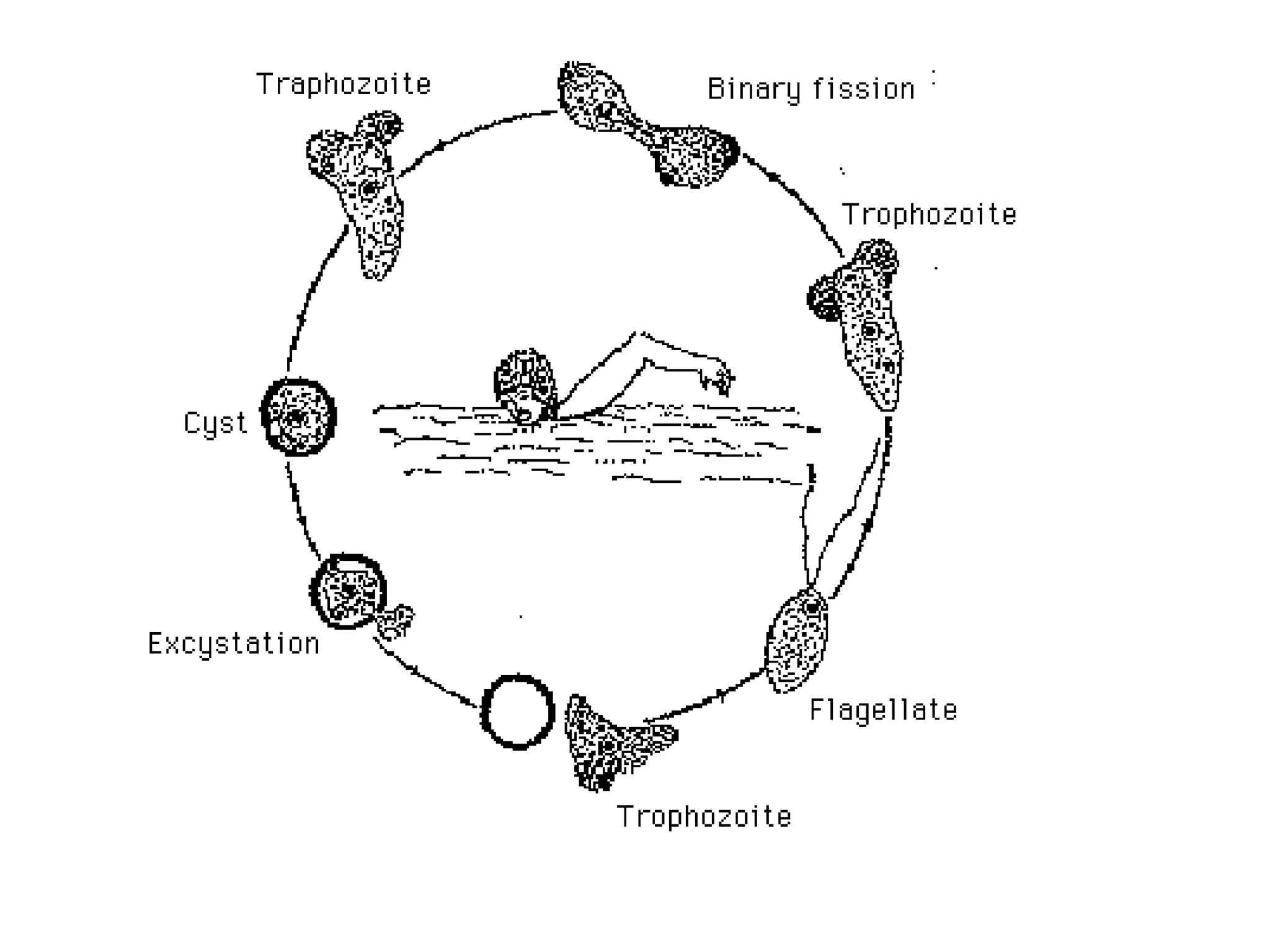 Unit 2 2 free living amoeba ppt