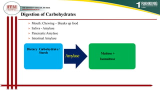 Digestion of Carbohydrates
 Mouth :Chewing – Breaks up food
 Saliva - Amylase
 Pancreatic Amylase
 Intestinal Amylase
Dietary Carbohydrate/
Starch
Amylase
Maltose +
Isomaltose
 