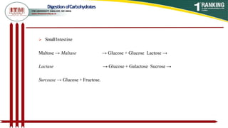 Digestion ofCarbohydrates
 SmallIntestine
Maltose → Maltase → Glucose + Glucose Lactose →
Lactase → Glucose + Galactose Sucrose →
Surcease → Glucose + Fructose.
 