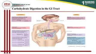 Carbohydrate Digestion in the GI Tract
 