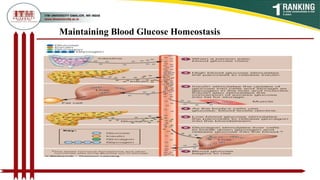 Maintaining Blood Glucose Homeostasis
 