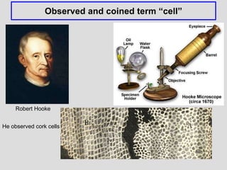 Observed and coined term “cell”
Robert Hooke
He observed cork cells
 