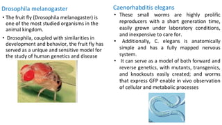 Drosophila melanogaster
• The fruit fly (Drosophila melanogaster) is
one of the most studied organisms in the
animal kingdom.
• Drosophila, coupled with similarities in
development and behavior, the fruit fly has
served as a unique and sensitive model for
the study of human genetics and disease
Caenorhabditis elegans
• These small worms are highly prolific
reproducers with a short generation time,
easily grown under laboratory conditions,
and inexpensive to care for.
• Additionally, C. elegans is anatomically
simple and has a fully mapped nervous
system.
• It can serve as a model of both forward and
reverse genetics, with mutants, transgenics,
and knockouts easily created; and worms
that express GFP enable in vivo observation
of cellular and metabolic processes
 