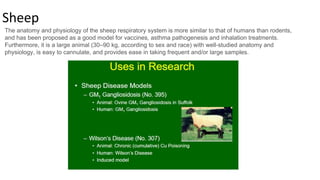 Sheep
The anatomy and physiology of the sheep respiratory system is more similar to that of humans than rodents,
and has been proposed as a good model for vaccines, asthma pathogenesis and inhalation treatments.
Furthermore, it is a large animal (30–90 kg, according to sex and race) with well-studied anatomy and
physiology, is easy to cannulate, and provides ease in taking frequent and/or large samples.
 