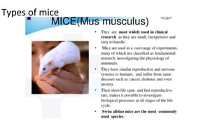 Types of mice
 