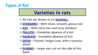 Types of Rat
 