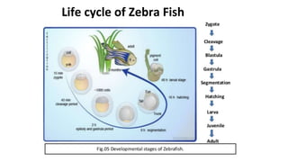 Life cycle of Zebra Fish
 