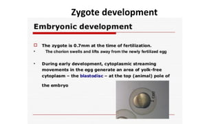 Zygote development
 