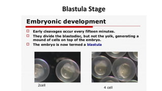 Blastula Stage
 