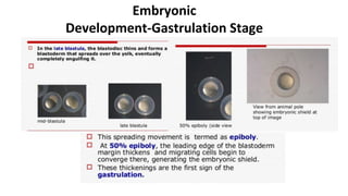 Embryonic
Development-Gastrulation Stage
 
