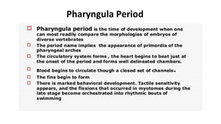 Pharyngula Period
 
