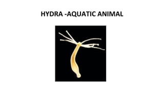 HYDRA -AQUATIC ANIMAL
 