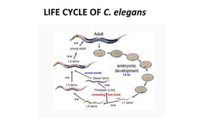 LIFE CYCLE OF C. elegans
 