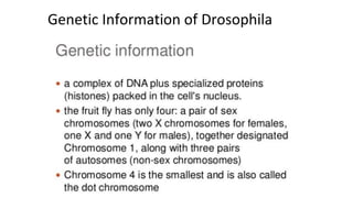 Genetic Information of Drosophila
 