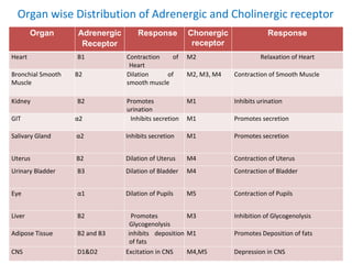 Organ wise Distribution of Adrenergic and Cholinergic receptor
Organ Adrenergic
Receptor
Response Chonergic
receptor
Response
Heart B1 Contraction of
Heart
M2 Relaxation of Heart
Bronchial Smooth
Muscle
B2 Dilation of
smooth muscle
M2, M3, M4 Contraction of Smooth Muscle
Kidney B2 Promotes
urination
M1 Inhibits urination
GIT α2 Inhibits secretion M1 Promotes secretion
Salivary Gland α2 Inhibits secretion M1 Promotes secretion
Uterus B2 Dilation of Uterus M4 Contraction of Uterus
Urinary Bladder B3 Dilation of Bladder M4 Contraction of Bladder
Eye α1 Dilation of Pupils M5 Contraction of Pupils
Liver B2 Promotes
Glycogenolysis
M3 Inhibition of Glycogenolysis
Adipose Tissue B2 and B3 inhibits deposition
of fats
M1 Promotes Deposition of fats
CNS D1&D2 Excitation in CNS M4,M5 Depression in CNS
 