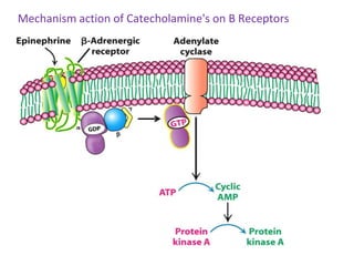 Mechanism action of Catecholamine's on B Receptors
 