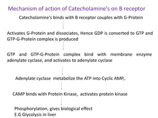 Mechanism of action of Catecholamine's on B receptor
Catecholamine's binds with B receptor couples with G-Protein
Activates G-Protein and dissociates, Hence GDP is converted to GTP and
GTP-G-Protein complex is produced
GTP and GTP-G-Protein complex bind with membrane enzyme
adenylate cyclase, and activates to adenylate cyclase
Adenylate cyclase metabolize the ATP into Cyclic AMP,.
CAMP binds with Protein Kinase, activates protein kinase
Phosphorylation, gives biological effect
E.G Glycolysis in liver
 