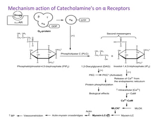 Mechanism action of Catecholamine's on α Receptors
 