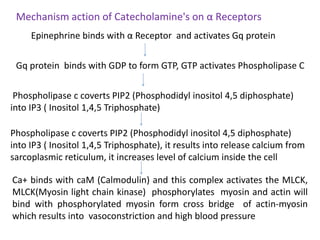 Mechanism action of Catecholamine's on α Receptors
Epinephrine binds with α Receptor and activates Gq protein
Gq protein binds with GDP to form GTP, GTP activates Phospholipase C
Phospholipase c coverts PIP2 (Phosphodidyl inositol 4,5 diphosphate)
into IP3 ( Inositol 1,4,5 Triphosphate)
Phospholipase c coverts PIP2 (Phosphodidyl inositol 4,5 diphosphate)
into IP3 ( Inositol 1,4,5 Triphosphate), it results into release calcium from
sarcoplasmic reticulum, it increases level of calcium inside the cell
Ca+ binds with caM (Calmodulin) and this complex activates the MLCK,
MLCK(Myosin light chain kinase) phosphorylates myosin and actin will
bind with phosphorylated myosin form cross bridge of actin-myosin
which results into vasoconstriction and high blood pressure
 
