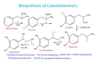 NH
HO
HO
Epinephrine
OH
CH3
NH2
Phenyl alanine
NH2
HO
Tyrosine
NH2
HO
HO
L-DOPA
COOH
COOH
1 2
NH2
HO
HO
Dopamine
H
NH2
HO
HO
Nor Epinephrine
OH
3
4
5
PAH TH
LDOPA-DC
DH
NE-MT
PAH-Phenyl alanine Hydroxylase TH-Tyrosine Hydroxylase LDOPA-DC- L-DOPA Decarboxylase
DH-Dopamine hydroxylase NE-MT-Nor epinephrine Methyl transferase
COOH
Biosynthesis of Catecholamine's
 