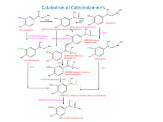 Catabolism of Catecholamine's
CH
OH
NH2
HO
HO
MAO
CH
OH
C
HO
HO
O
H
CH
OH
NH
HO
HO
CH3
Epinephrine
Nor-Epinephrine (DOPGAL)3,4 dihydroxy phenyl glycoaldehyde)
MAO
COMT(Catecholamine
O-methyl transferase
CH
OH
NH2
H3CO
HO
CH
OH
NH
H3CO
HO
CH3
Metanephrine
Nor-Metanephrine
MAO
MAO
CH
OH
C
H3CO
HO
O
H
MOPGAL(3-Methoxy 4-hydroxy phenyl glycoaldehyde)
CH
OH
C
H3CO
HO
O
OH
AD(Aldehyde Dehydrogenase)
VMA (vanillyl mandelic acid)
CH
OH
C
HO
HO
O
OH
DOMA(Dihydroxy
Mandeliic acid)
AD(Aldehyde Dehydrogenase)
AR(Aldehyde Reductase)
CH
OH
C
H
HO
HO
OH
H
DOPEG(3,4 dihydroxy
phenyl glycol)
CH
OH
C
H
H3CO
HO
OH
H
MOPEG(3methoxy -4-hydroxy
polyethylene glycol)
COMT
ADH
Alcohol dehydrogenase
COMT
 