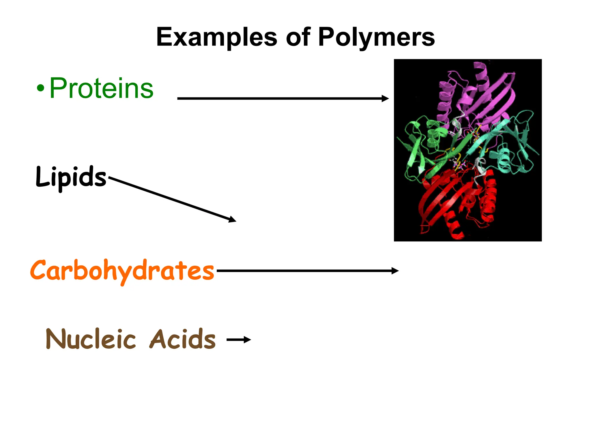 Examples of Polymers
•Proteins
Lipids
Carbohydrates
Nucleic Acids
 