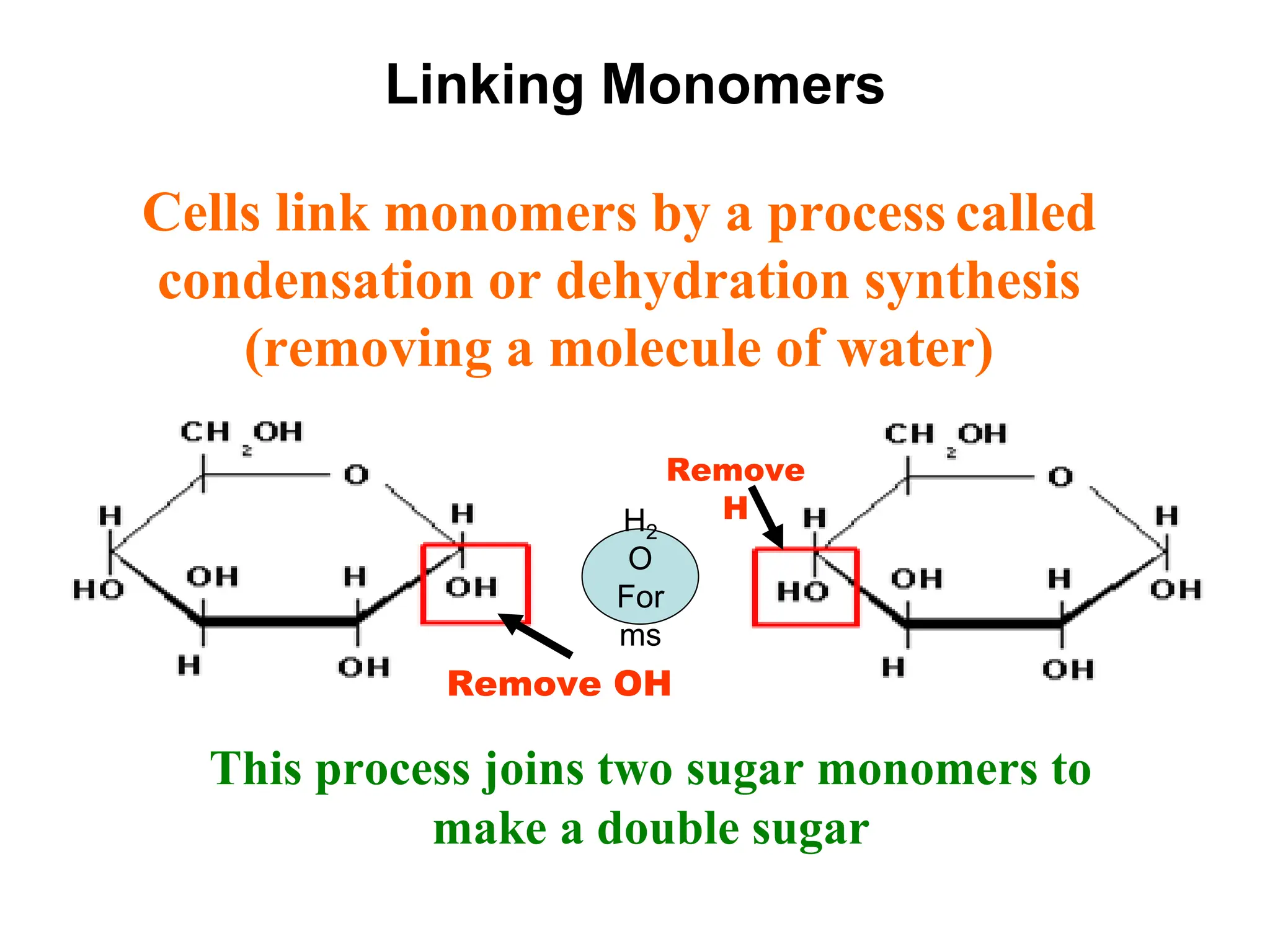 Linking Monomers
Cells link monomers by a process called
condensation or dehydration synthesis
(removing a molecule of water)
This process joins two sugar monomers to
make a double sugar
Remove
H
Remove OH
H2
O
For
ms
 