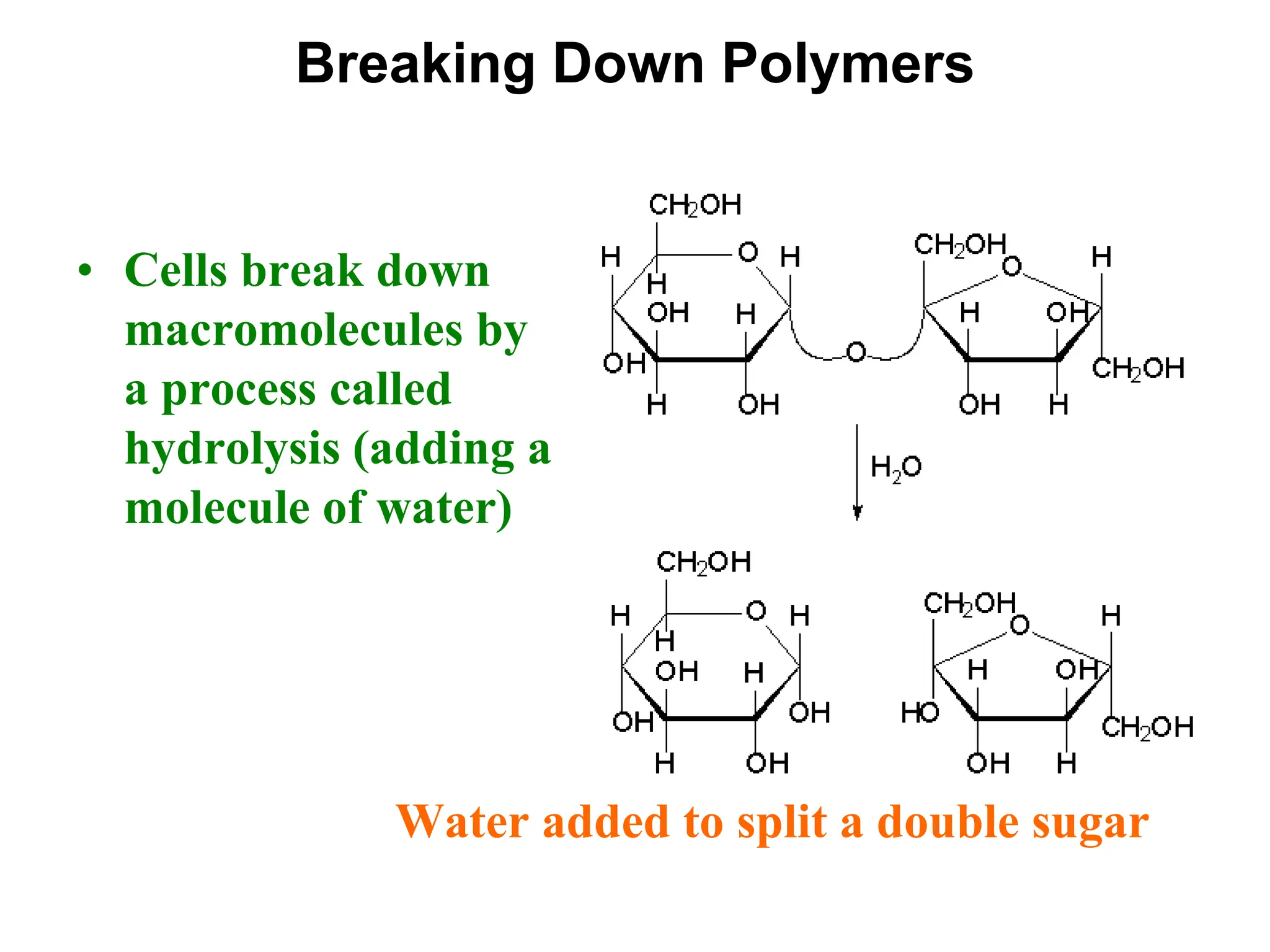 Breaking Down Polymers
• Cells break down
macromolecules by
a process called
hydrolysis (adding a
molecule of water)
Water added to split a double sugar
 