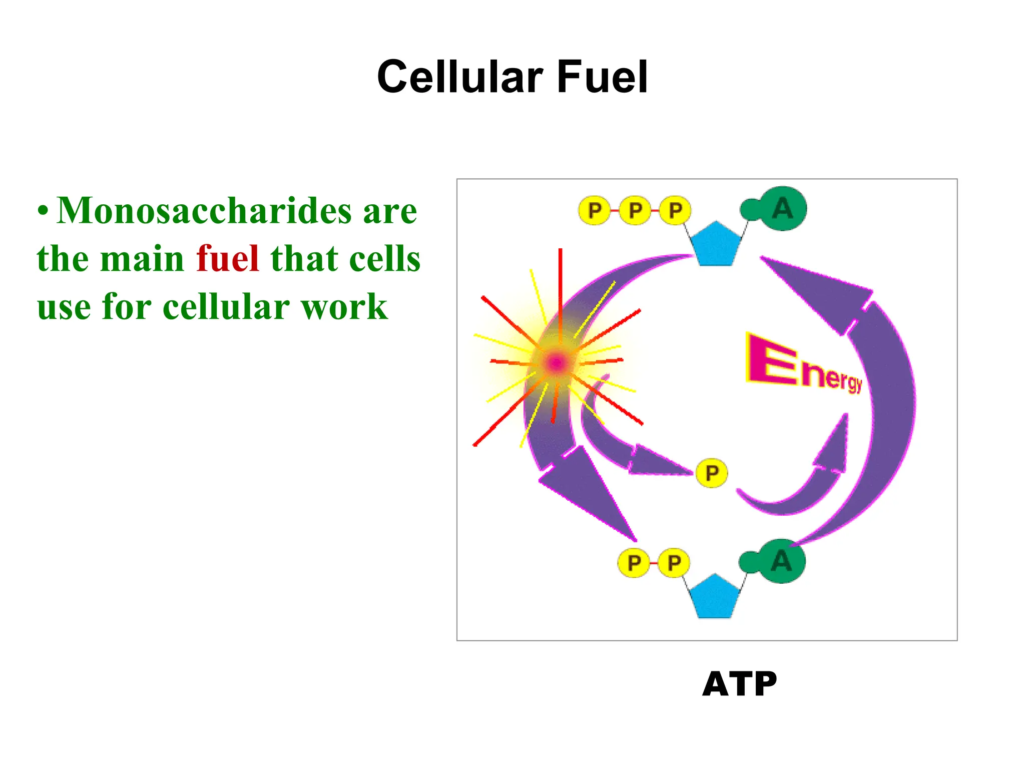 Cellular Fuel
• Monosaccharides are
the main fuel that cells
use for cellular work
ATP
 