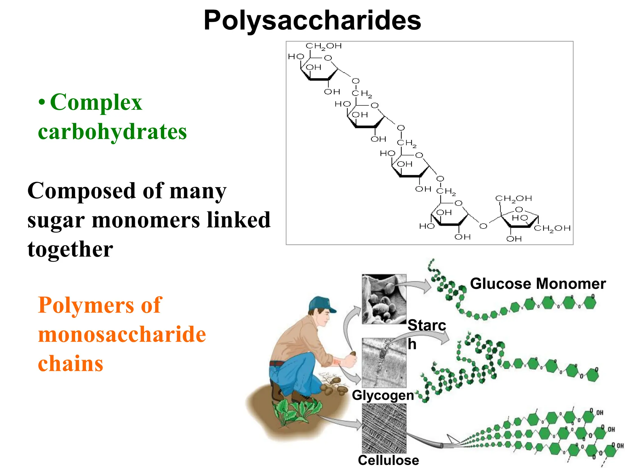 Polysaccharides
• Complex
carbohydrates
Composed of many
sugar monomers linked
together
Polymers of
monosaccharide
chains
Glucose Monomer
Starc
h
Glycogen
Cellulose
 
