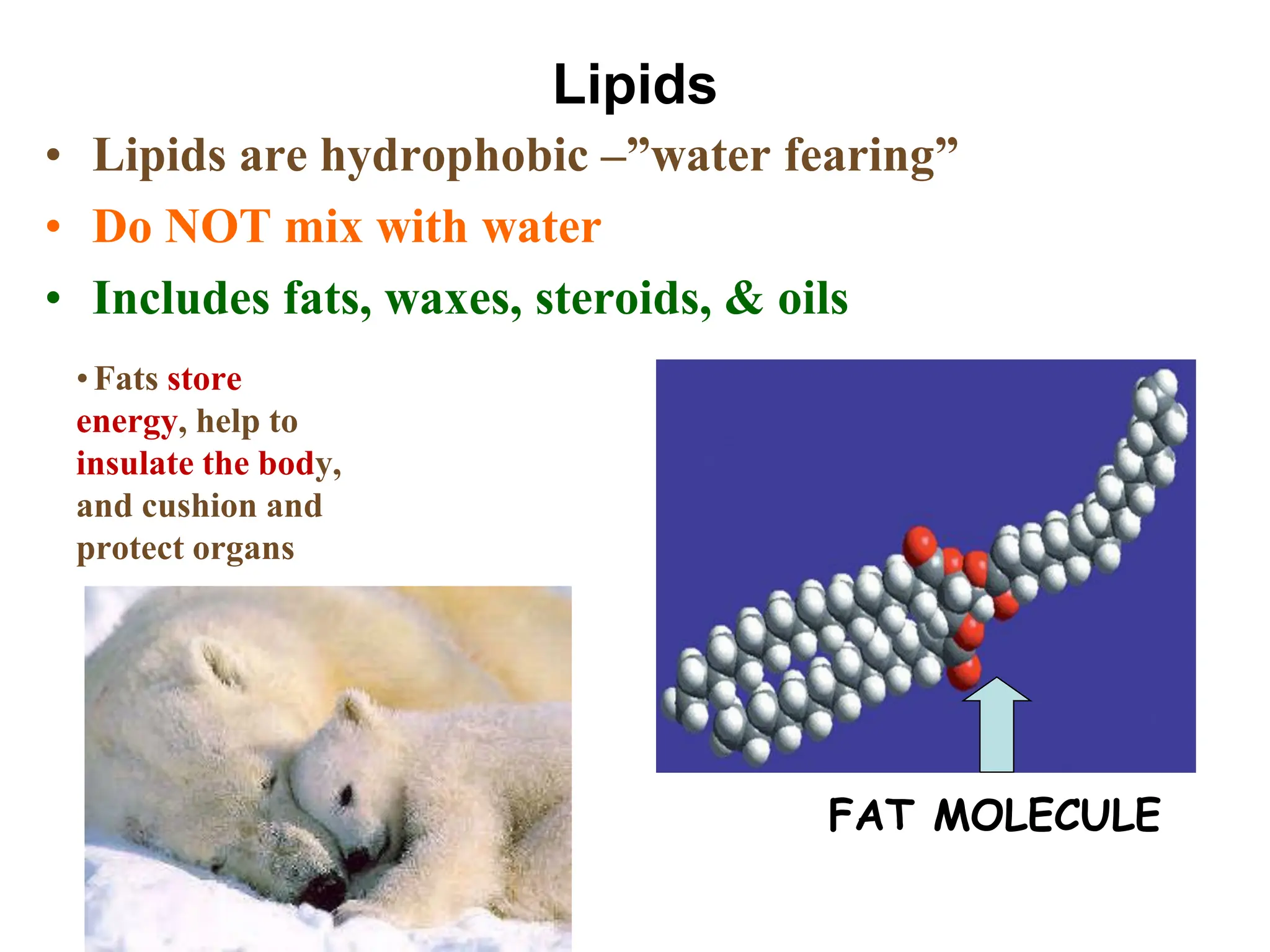Lipids
• Lipids are hydrophobic –”water fearing”
• Do NOT mix with water
• Includes fats, waxes, steroids, & oils
FAT MOLECULE
•Fats store
energy, help to
insulate the body,
and cushion and
protect organs
 