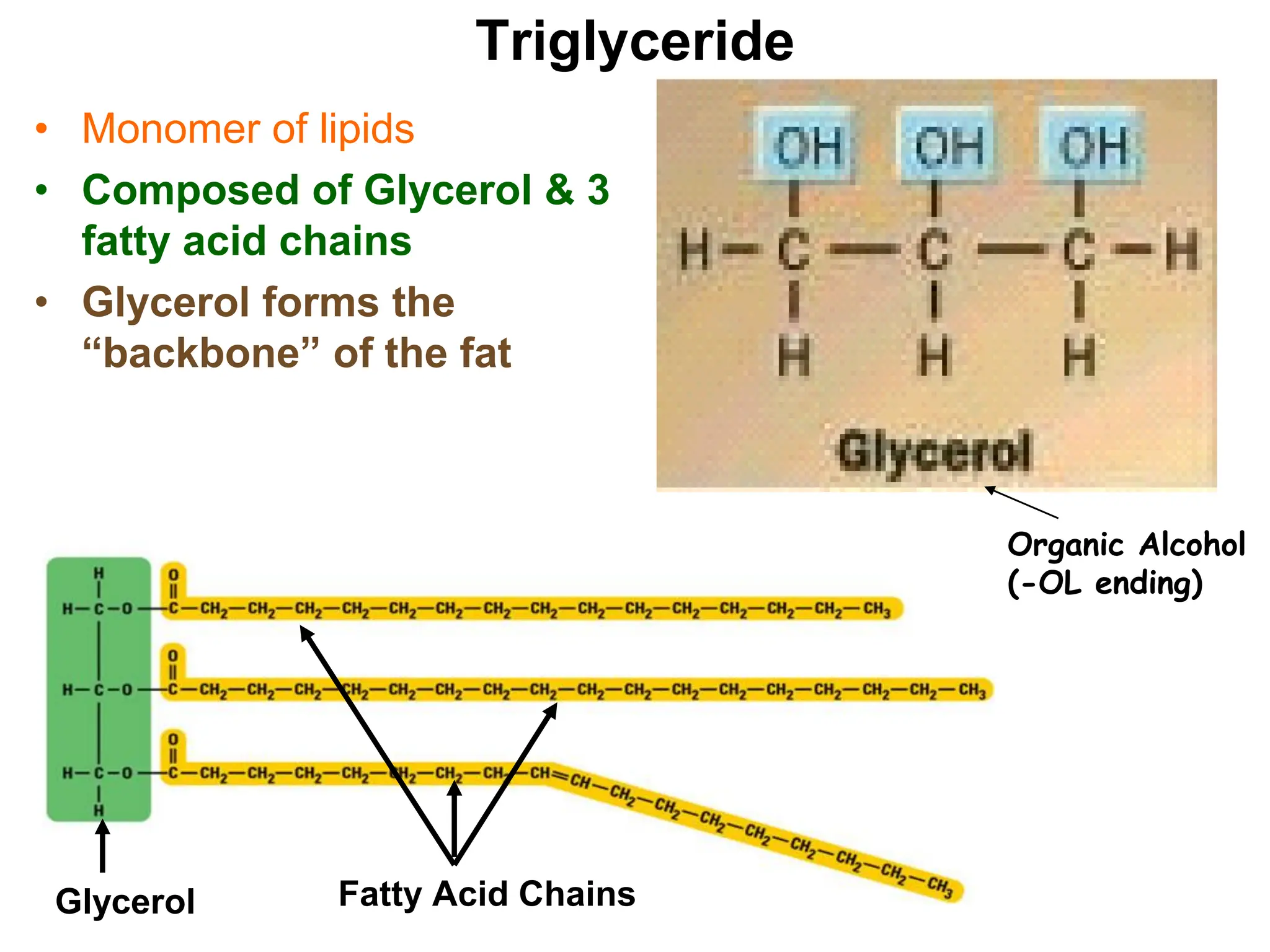 Triglyceride
• Monomer of lipids
• Composed of Glycerol & 3
fatty acid chains
• Glycerol forms the
“backbone” of the fat
Organic Alcohol
(-OL ending)
Glycerol Fatty Acid Chains
 