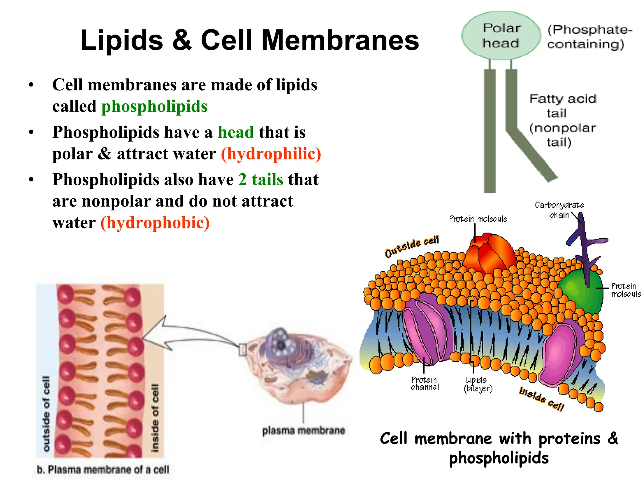 Lipids & Cell Membranes
• Cell membranes are made of lipids
called phospholipids
• Phospholipids have a head that is
polar & attract water (hydrophilic)
• Phospholipids also have 2 tails that
are nonpolar and do not attract
water (hydrophobic)
Cell membrane with proteins &
phospholipids
 