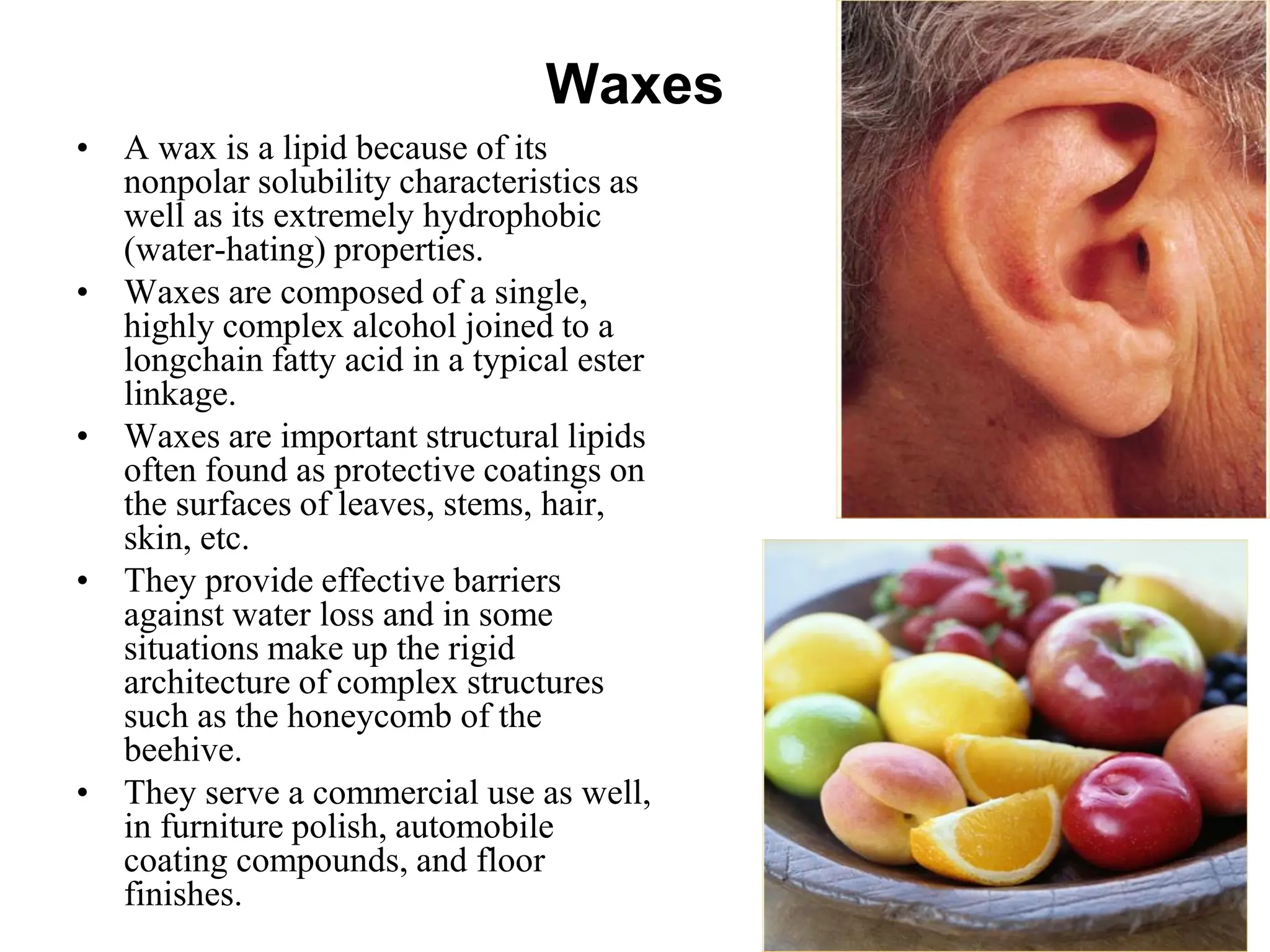 Waxes
• A wax is a lipid because of its
nonpolar solubility characteristics as
well as its extremely hydrophobic
(water-hating) properties.
• Waxes are composed of a single,
highly complex alcohol joined to a
longchain fatty acid in a typical ester
linkage.
• Waxes are important structural lipids
often found as protective coatings on
the surfaces of leaves, stems, hair,
skin, etc.
• They provide effective barriers
against water loss and in some
situations make up the rigid
architecture of complex structures
such as the honeycomb of the
beehive.
• They serve a commercial use as well,
in furniture polish, automobile
coating compounds, and floor
finishes.
 