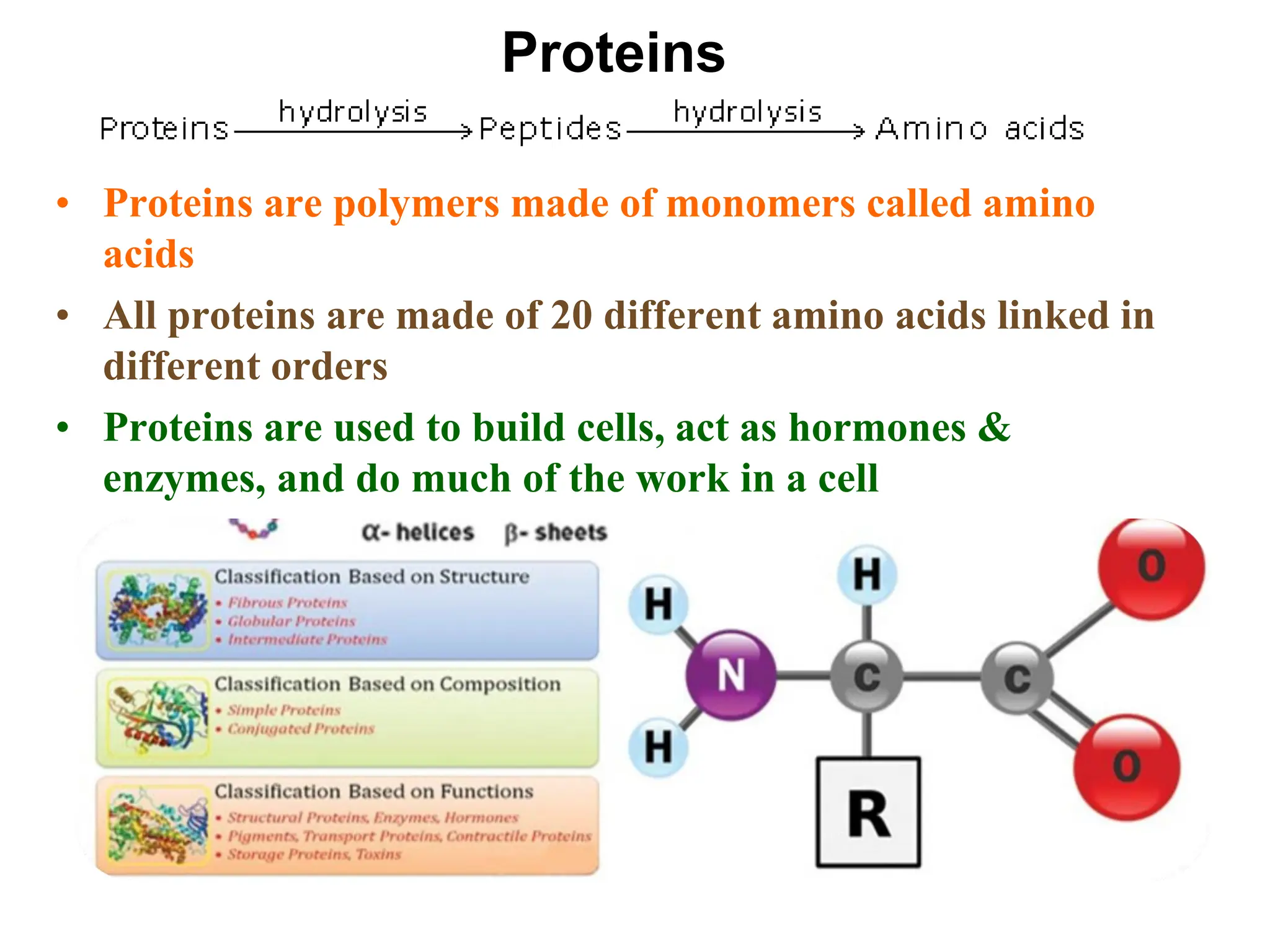 Proteins
• Proteins are polymers made of monomers called amino
acids
• All proteins are made of 20 different amino acids linked in
different orders
• Proteins are used to build cells, act as hormones &
enzymes, and do much of the work in a cell
 