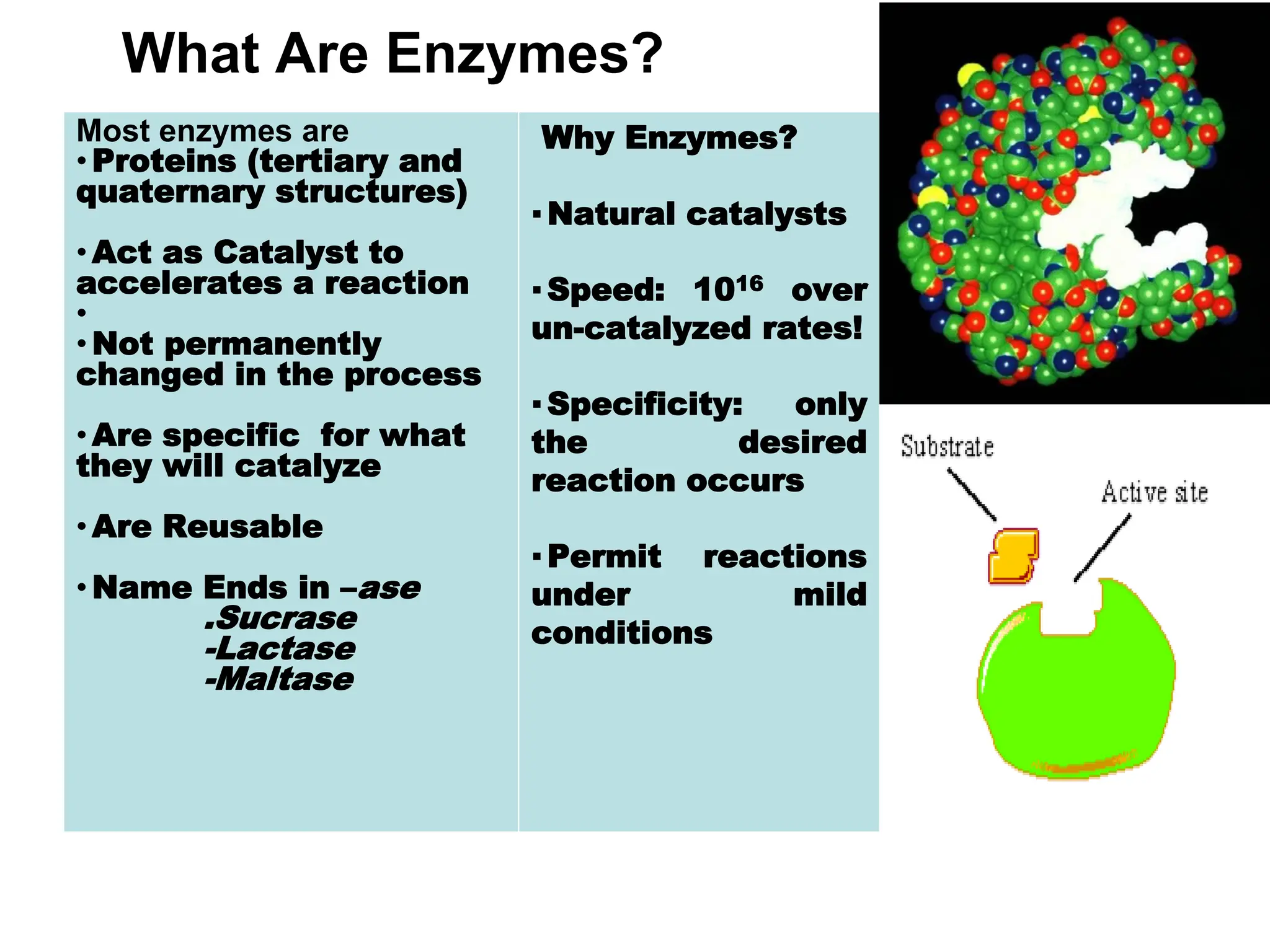 Most enzymes are
•Proteins (tertiary and
quaternary structures)
•Act as Catalyst to
accelerates a reaction
•
•Not permanently
changed in the process
•Are specific for what
they will catalyze
•Are Reusable
•Name Ends in –ase
.Sucrase
-Lactase
-Maltase
Why Enzymes?
▪Natural catalysts
▪Speed: 1016 over
un-catalyzed rates!
▪Specificity: only
the desired
reaction occurs
▪Permit reactions
under mild
conditions
30
What Are Enzymes?
 