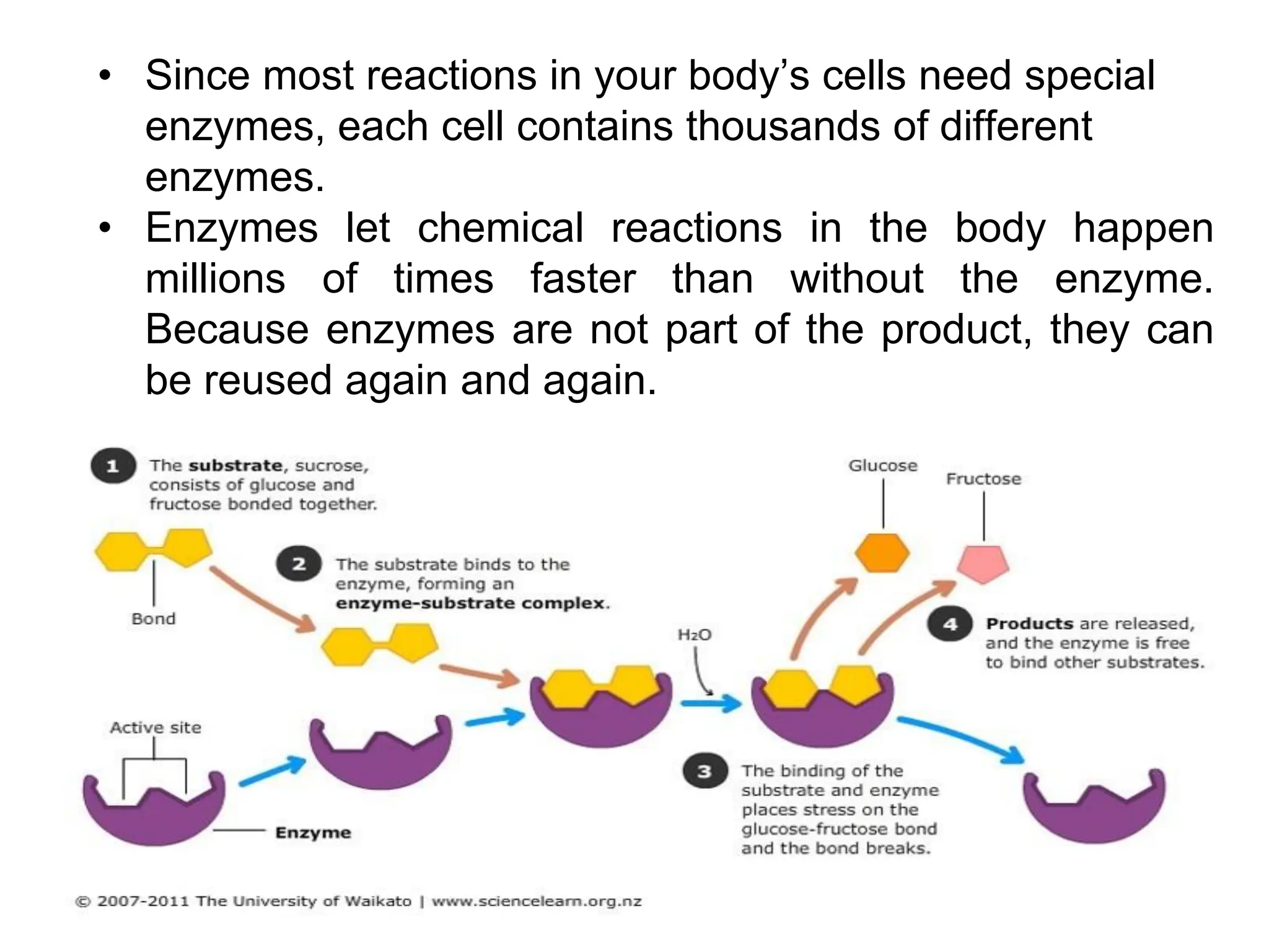 • Since most reactions in your body’s cells need special
enzymes, each cell contains thousands of different
enzymes.
• Enzymes let chemical reactions in the body happen
millions of times faster than without the enzyme.
Because enzymes are not part of the product, they can
be reused again and again.
 