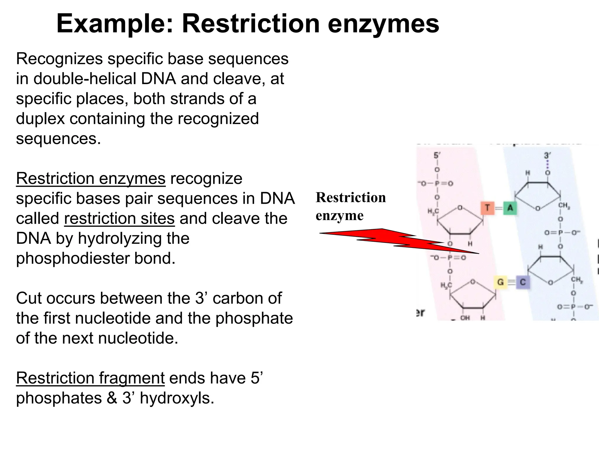 Example: Restriction enzymes
Recognizes specific base sequences
in double-helical DNA and cleave, at
specific places, both strands of a
duplex containing the recognized
sequences.
Restriction enzymes recognize
specific bases pair sequences in DNA
called restriction sites and cleave the
DNA by hydrolyzing the
phosphodiester bond.
Cut occurs between the 3’ carbon of
the first nucleotide and the phosphate
of the next nucleotide.
Restriction fragment ends have 5’
phosphates & 3’ hydroxyls.
Restriction
enzyme
 